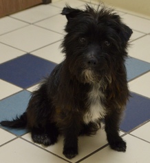 Medium Photo #50 Cairn Terrier-Unknown Mix Puppy For Sale in Palo Alto, CA, USA