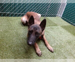 Mutt Dogs for adoption in Downey, CA, USA