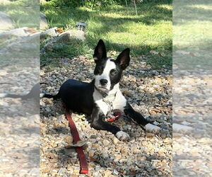Border Collie-Unknown Mix Dogs for adoption in Boston, MA, USA