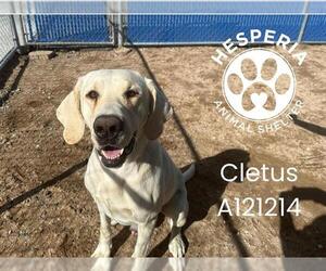 Labrador Retriever-Unknown Mix Dogs for adoption in HESPERIA, CA, USA