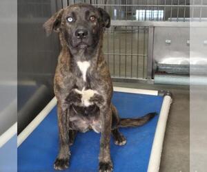 Labrador Retriever-Unknown Mix Dogs for adoption in Norco, CA, USA