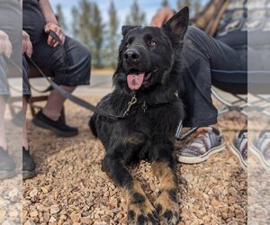Medium Photo #3 Mutt Puppy For Sale in Vail, AZ, USA