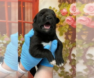 Mutt Dogs for adoption in San Bernardino, CA, USA