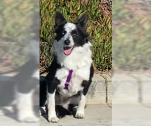 Border Collie Dogs for adoption in Salinas, CA, USA