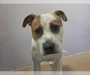 Mutt Dogs for adoption in Martinez, CA, USA