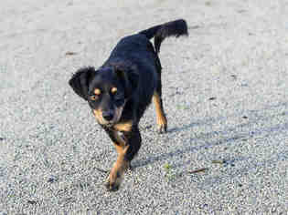Chiweenie Dogs for adoption in South Lake Tahoe, CA, USA