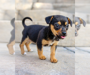 Chihuahua-Unknown Mix Dogs for adoption in Corona, CA, USA