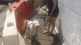 Dogo Argentino Dogs for adoption in Brooklyn, NY, USA