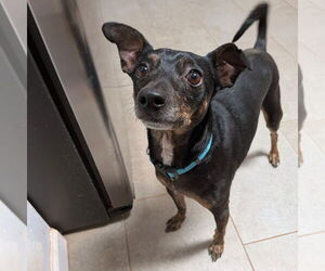 Mutt Dogs for adoption in Vail, AZ, USA