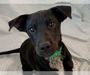 Australian Shepherd-Unknown Mix Dogs for adoption in Pueblo, CO, USA