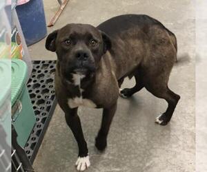 Bullboxer Pit Dogs for adoption in Mitchell, SD, USA