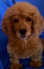 Cocker Spaniel Dogs for adoption in Campbell, CA, USA