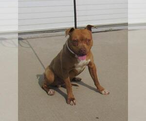 American Pit Bull Terrier-Unknown Mix Dogs for adoption in Louisville, KY, USA