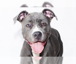American Pit Bull Terrier Dogs for adoption in Pasadena, CA, USA