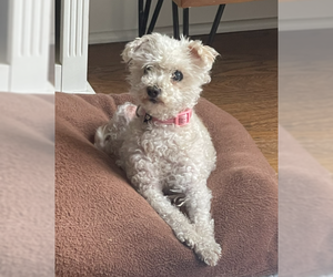 Mutt Dogs for adoption in San Diego, CA, USA