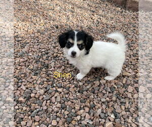 Chihuahua-Unknown Mix Dogs for adoption in Colorado Springs, CO, USA