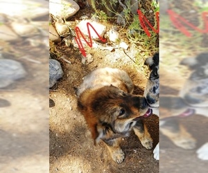 Sheprador Dogs for adoption in Evergreen, CO, USA