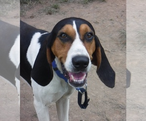 Treeing Walker Coonhound Dogs for adoption in Stockport, OH, USA