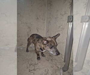 Chiweenie Dogs for adoption in St. Cloud, FL, USA