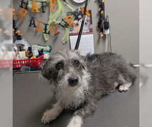 Mutt Dogs for adoption in Las Vegas, NV, USA