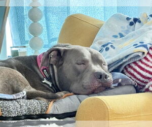 Mutt Dogs for adoption in Gulfport, MI, USA