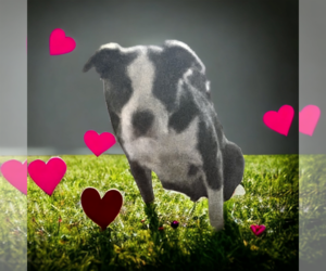 Aussalier Dogs for adoption in Orange Grove, TX, USA