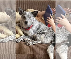 Mutt Dogs for adoption in Garden City, NY, USA