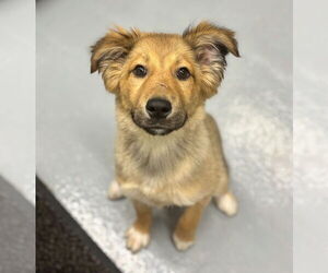 Gerberian Shepsky Dogs for adoption in GILBERTS, IL, USA