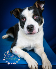 Borador Dogs for adoption in Tupelo, MS, USA