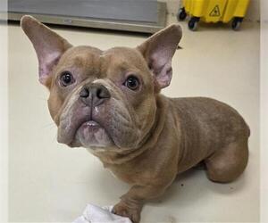 Bulldog-Unknown Mix Dogs for adoption in Center Township, PA, USA