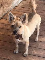 Cairn Terrier Dogs for adoption in Temple, GA, USA