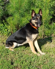 German Shepherd Dog Dogs for adoption in Social Circle, GA, USA