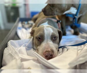 American Pit Bull Terrier Dogs for adoption in Tavares, FL, USA