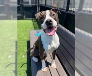 American Pit Bull Terrier-Unknown Mix Dogs for adoption in San Francisco, CA, USA