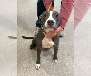 Staffordshire Bull Terrier-Unknown Mix Dogs for adoption in Louisville, KY, USA