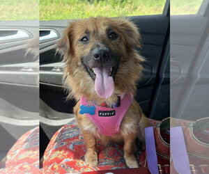 Mutt Dogs for adoption in Plainfield, IL, USA