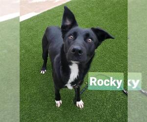 Mutt Dogs for adoption in San Antonio, TX, USA