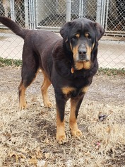 Rottweiler Dogs for adoption in Ponca City, OK, USA