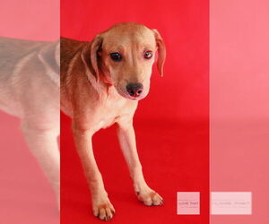 Dachsador Dogs for adoption in The Woodlands, TX, USA