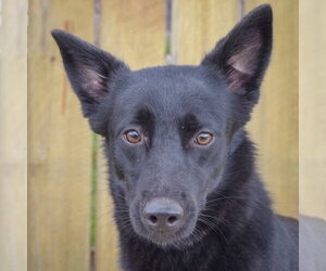 Border Collie-Unknown Mix Dogs for adoption in Huntley, IL, USA