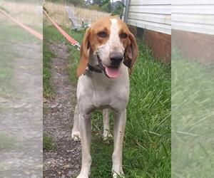 English Coonhound-Unknown Mix Dogs for adoption in Monterey, VA, USA
