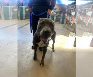 American Pit Bull Terrier Dogs for adoption in Chula Vista, CA, USA