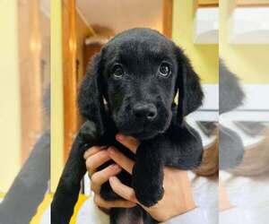 Golden Labrador Dogs for adoption in Glen Haven, WI, USA