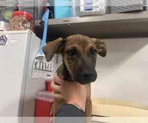 German Shepherd Dog-Unknown Mix Dogs for adoption in Corona, CA, USA