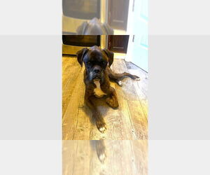 Boxer Dogs for adoption in Austin, TX, USA
