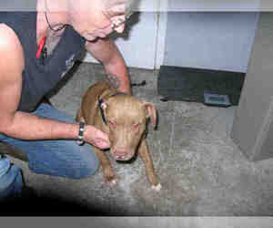 Medium Photo #1 American Pit Bull Terrier Puppy For Sale in Fort Walton Beach, FL, USA