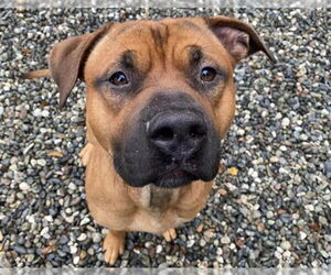 Mastiff-Unknown Mix Dogs for adoption in Anchorage, AK, USA