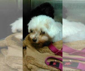 Maltipoo Dogs for adoption in Fort Lauderdale, FL, USA