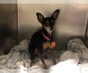 Miniature Pinscher Dogs for adoption in Waco, TX, USA