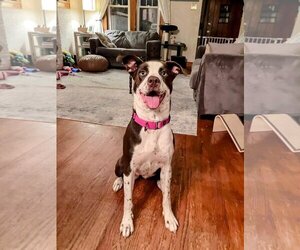 Border Collie-English Springer Spaniel Mix Dogs for adoption in Sheboygan, WI, USA
